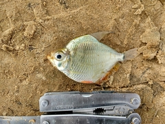 Dollar Tetra photo 3