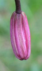 Lilium martagon