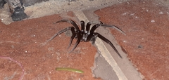 Kukulcania hibernalis