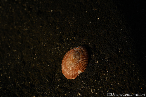 Cellana talcosa observed 2026-01-12