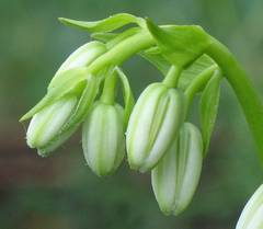 Lilium martagon