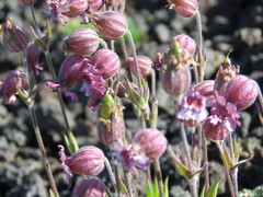 Silene andicola