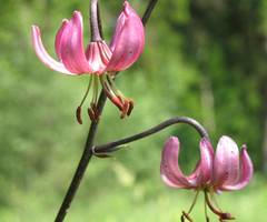 Lilium martagon