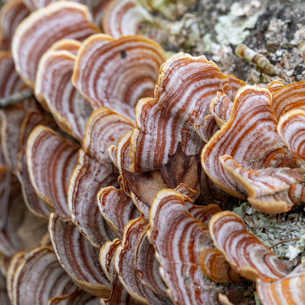 Stereum lobatum · February 2026 · photo: © kodiakgarden (iNaturalist, cc0)