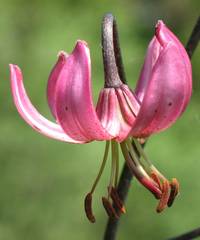 Lilium martagon