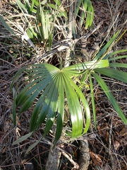 Rhapidophyllum hystrix