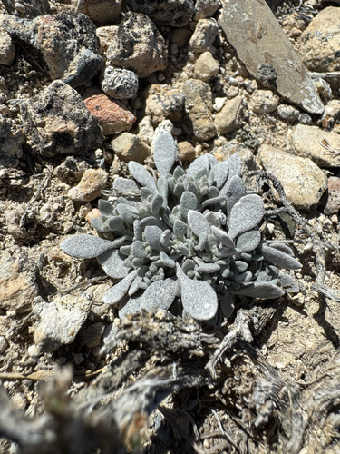 King Bladderpod (Physaria kingii)