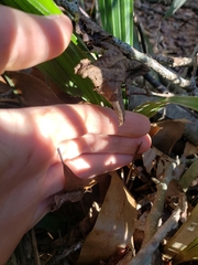 Rhapidophyllum hystrix