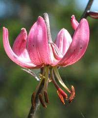 Lilium martagon