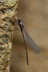 Caledopteryx maculata