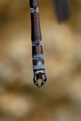 Caledopteryx maculata