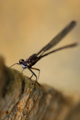 Caledopteryx maculata