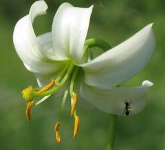 Lilium martagon