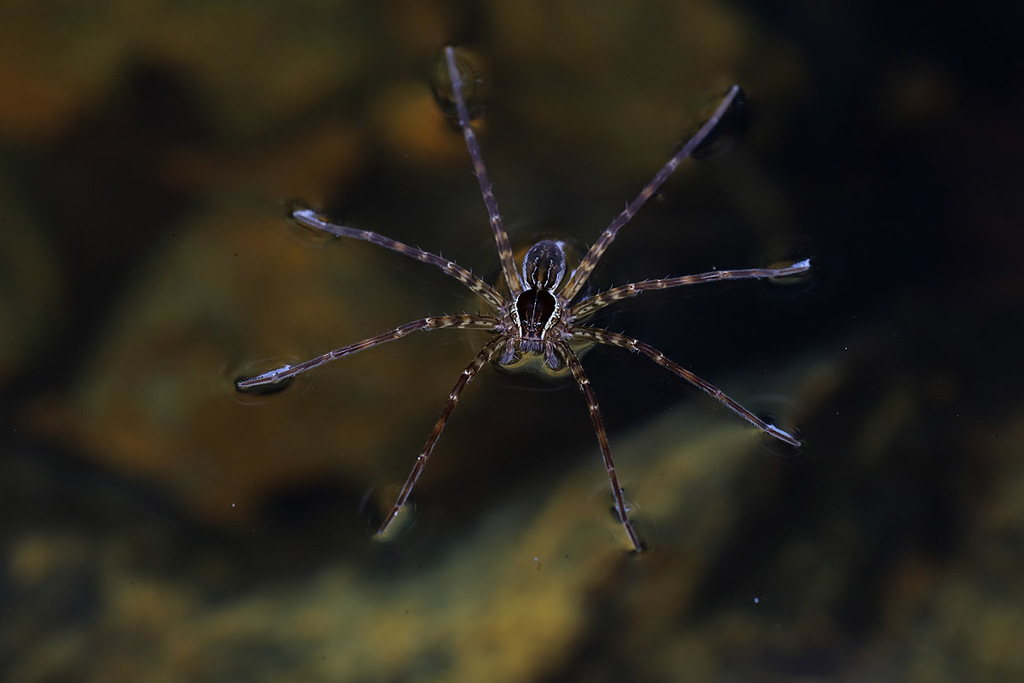 Dolomedes neocaledonicus