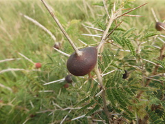 Vachellia drepanolobium