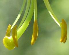 Lilium martagon