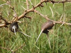 Vachellia drepanolobium