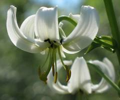 Lilium martagon
