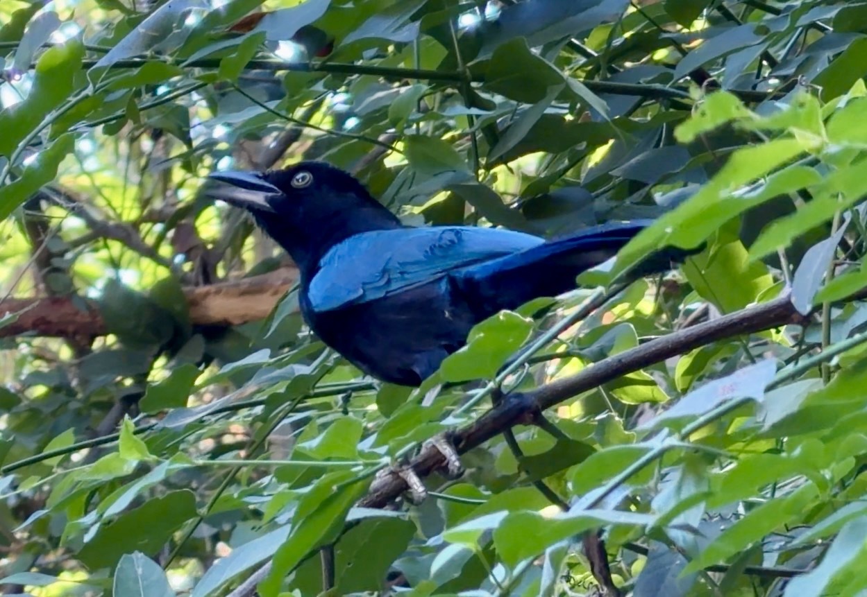 San Blas Jay (Cyanocorax sanblasianus), photo 5