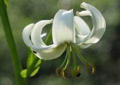 Lilium martagon