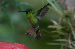 Heliodoxa aurescens