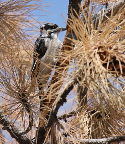 Hairy Woodpecker