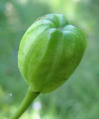 Lilium martagon