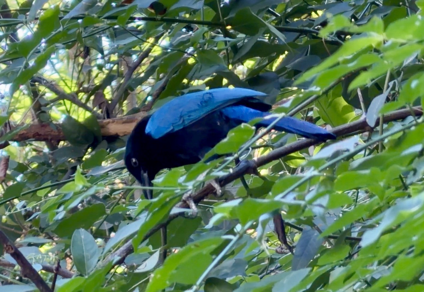 San Blas Jay (Cyanocorax sanblasianus), photo 6