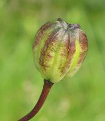 Lilium martagon