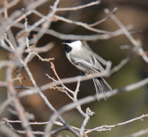 Black-capped Chickadee