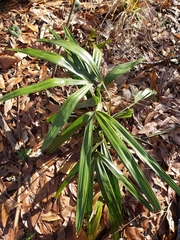 Rhapidophyllum hystrix