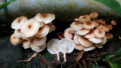 Ripartitella brasiliensis