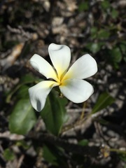 Plumeria emarginata