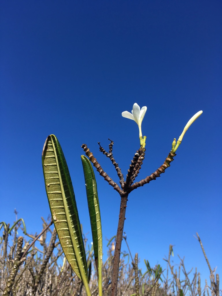 Plumeria emarginata