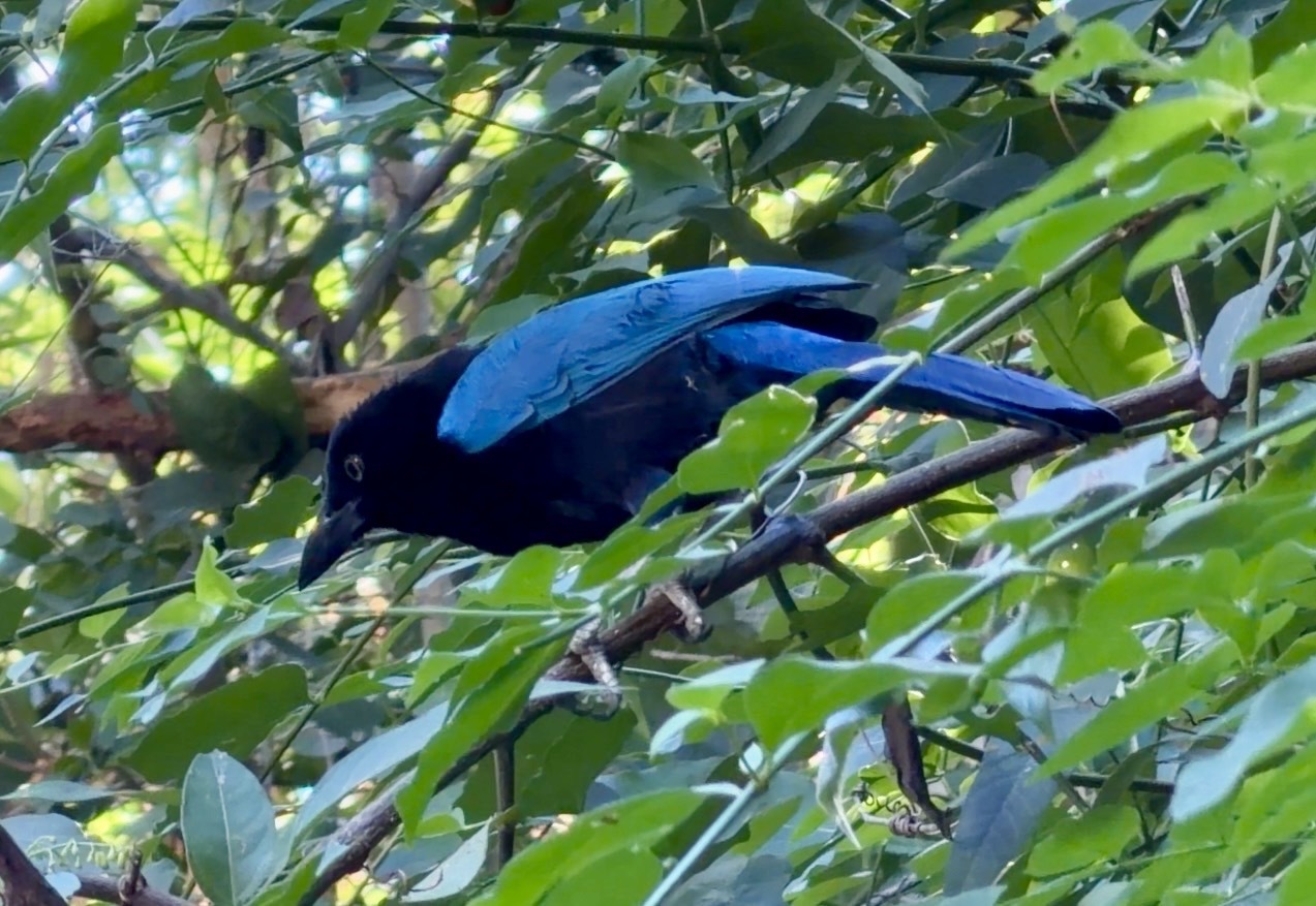 San Blas Jay (Cyanocorax sanblasianus), photo 7