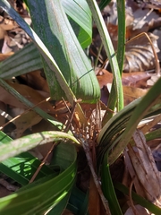 Rhapidophyllum hystrix