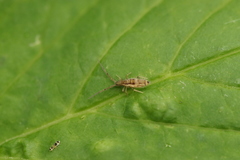 Entomobrya muscorum