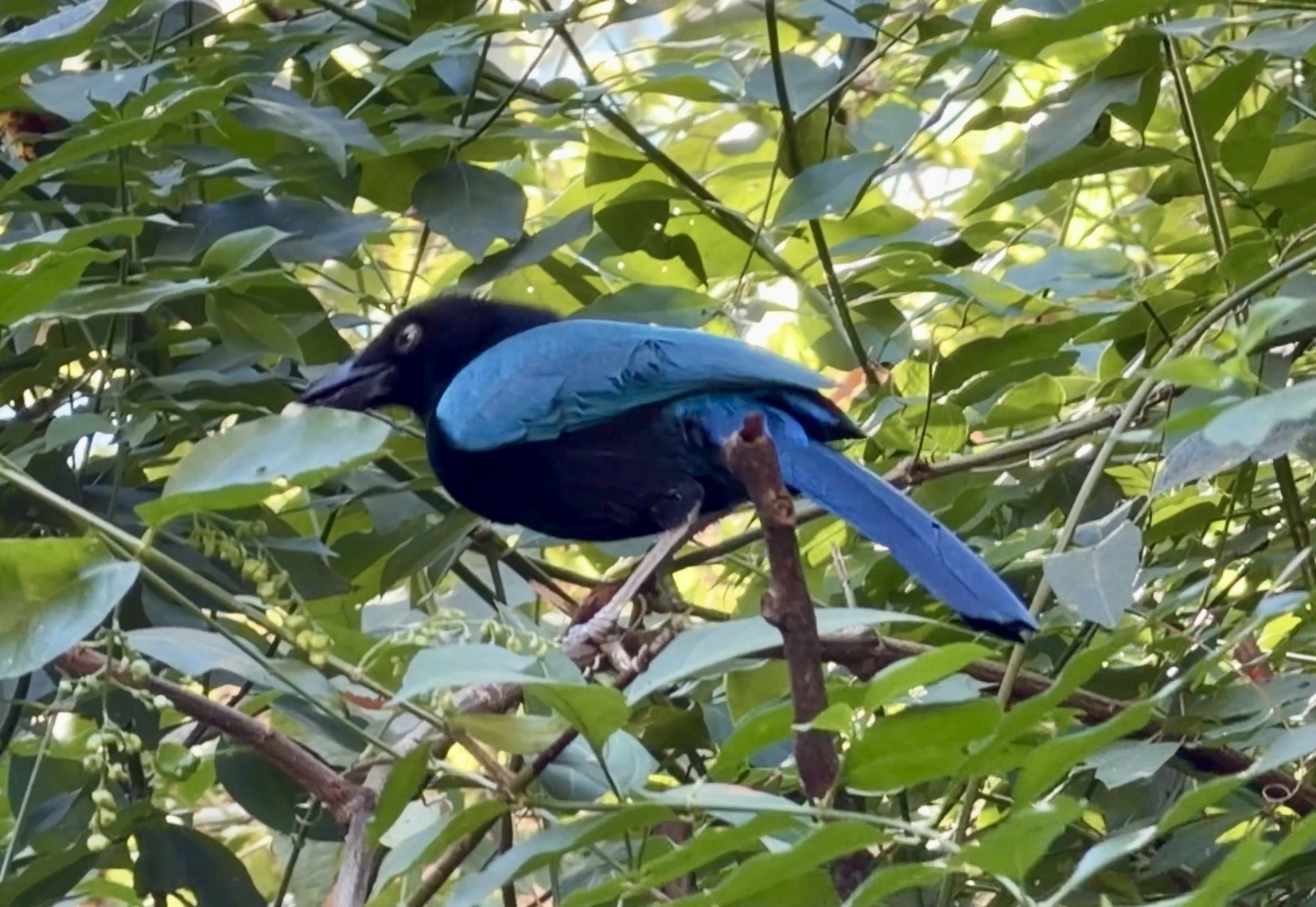 San Blas Jay (Cyanocorax sanblasianus), photo 8