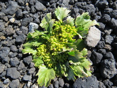 Azorella diversifolia
