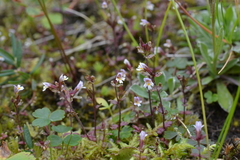 Euphrasia frigida
