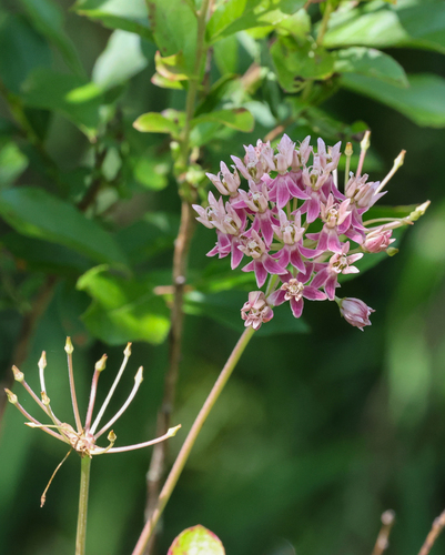 red milkweed (Asclepias rubra)