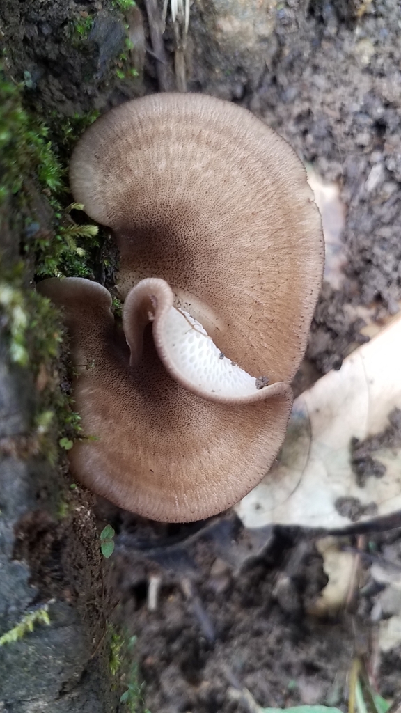 Favolus pseudoprinceps · February 2020 · photo: © alan_rockefeller (iNaturalist, cc-by-sa)