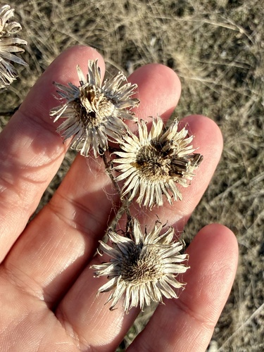 Narrowleaf Gumweed (Grindelia lanceolata)