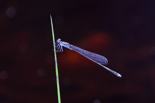Blackwater Bluet photo 5