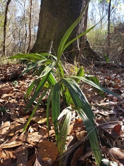 Rhapidophyllum hystrix