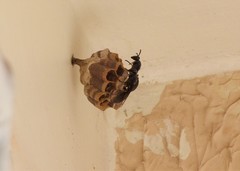 Mischocyttarus cassununga