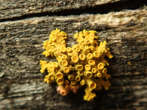 Pin-cushion Sunburst Lichen
