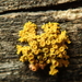 Pin-cushion Sunburst Lichen - Photo (c) Alexis, some rights reserved (CC BY), uploaded by Alexis