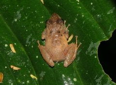 Pristimantis croceoinguinis