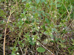 Euphrasia frigida